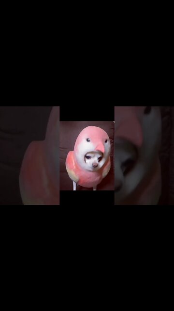 You Won't Believe What This Adorable Puppy Just Did!