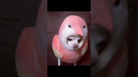 You Won't Believe What This Adorable Puppy Just Did!