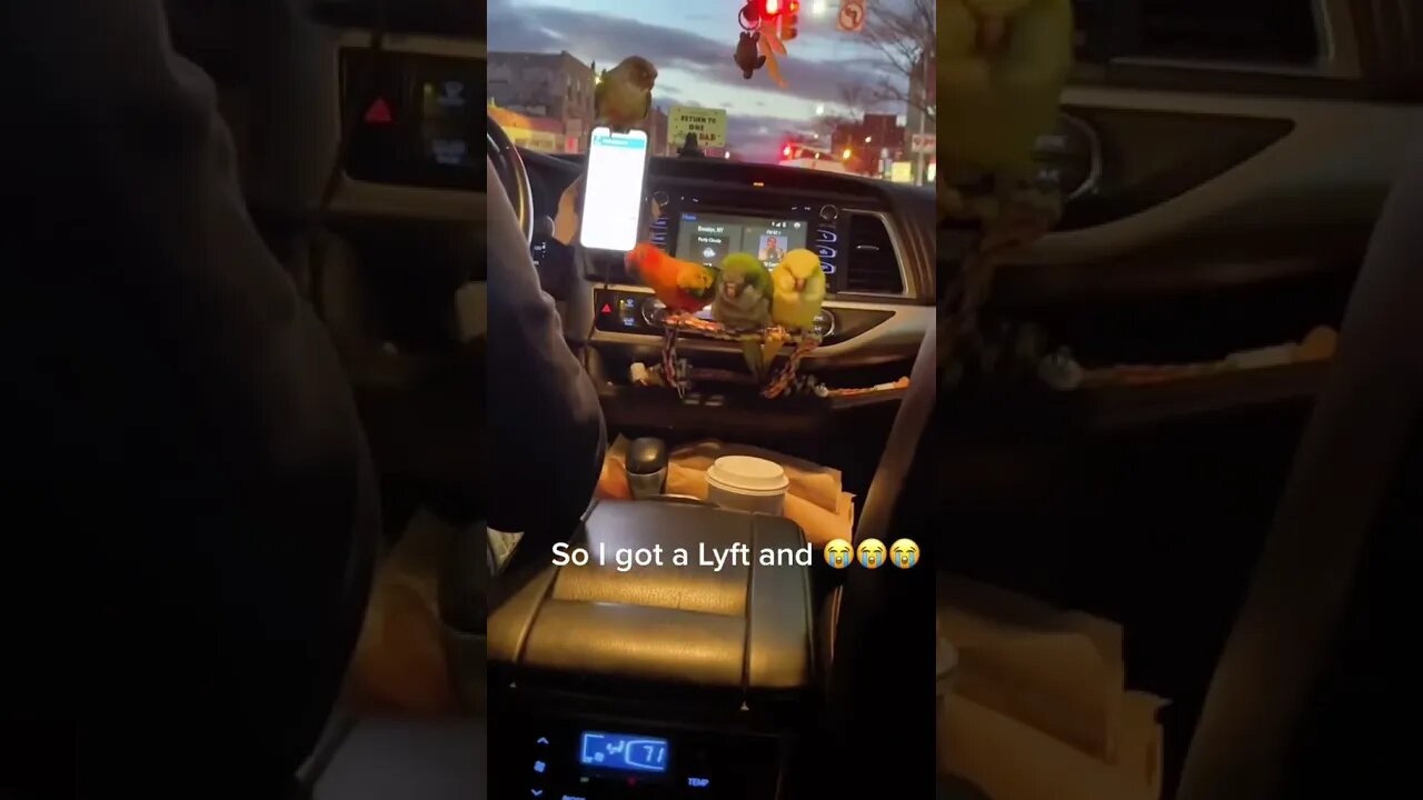 Birds in Da UBER