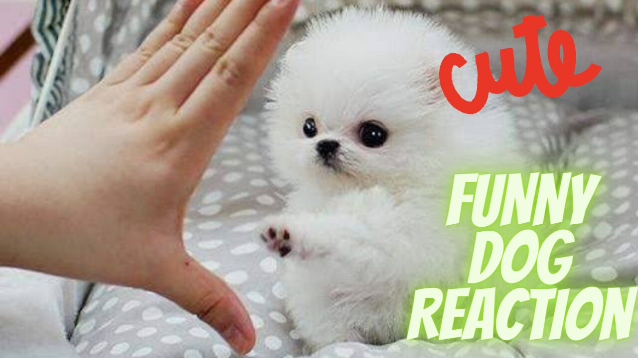 Funny And Cute Dog Reactions Fluffy Puppy|| CuteeAnimalss