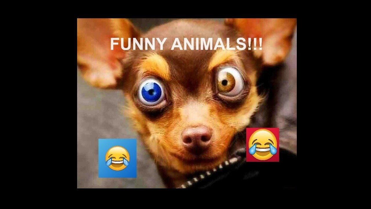 Funny Animals Does Crazy Things!!!