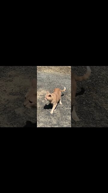 Chilled cat reacts to dog bark