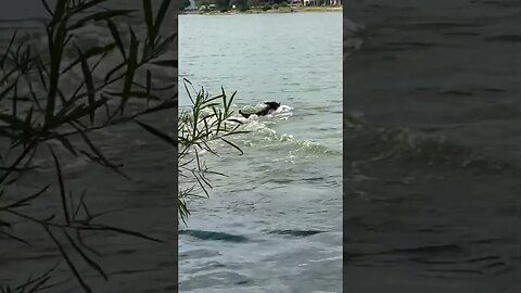 Puppy swimming at the lake 3