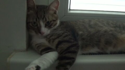 Are You Sad Kitty