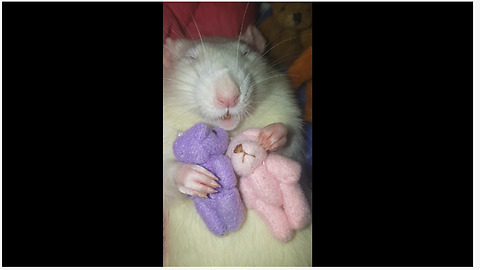 Pet rat cuddles with his teddy bear friends