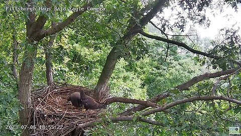Hays Eagles H19 beautiful flyin, H20 in with a wing swipe! Both forage. 07-06-2023 18:54