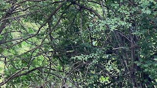 Cardinal fledglings James Gardens Toronto 4