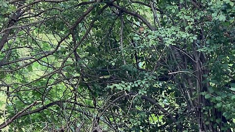 Cardinal fledglings James Gardens Toronto 4