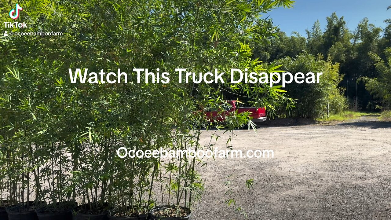 Watch This Car Disappear Using Clumping Bamboo -We Can Also Make Neighbors Disappear