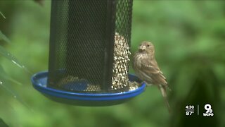 Wildlife officials investigating mysterious illness affecting area birds