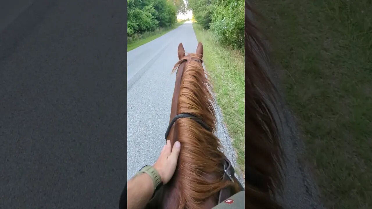 Relaxing Horseback Ride on Quiet 🤫 Country Roads 🐴