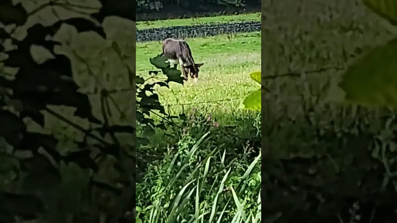 We See You #nature #yorkshire #donkey#goat