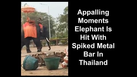 Appalling Moments Elephant Is Hit With Spiked Metal Bar In Thailand