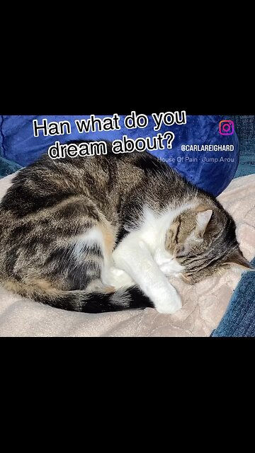 What does your cat dream?