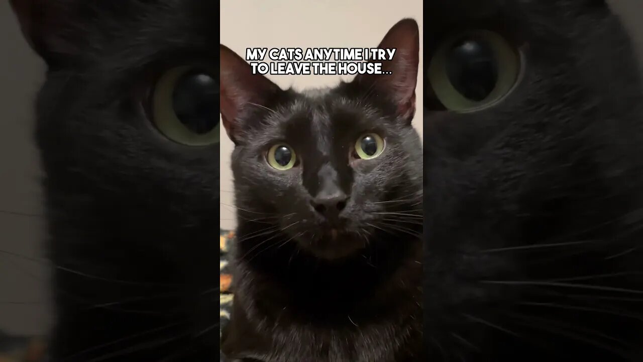 Cat owners can relate😔 #cat #kitten #blackcat #leonthecatdad #relatable #relationship #darkhumor