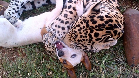 Cute Dog and Jaguar Are Best Friends