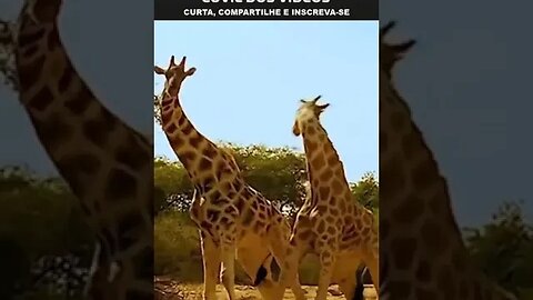 o duelo das girafas