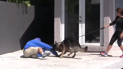 How to train dog to become Aggressive | Dogs get out of control