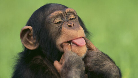 Monkey getting drunk