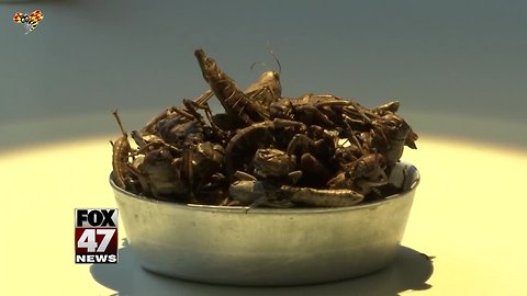 The Disgusting Food Museum