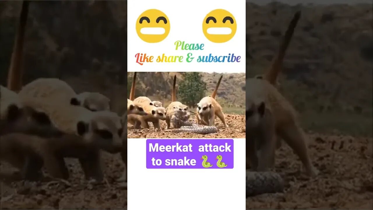 meerkat attack to snake 🐍2022🐍#shorts #youtubeshorts