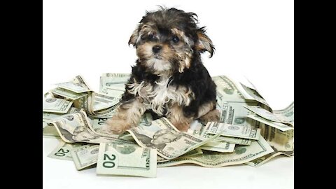 The funny dog who loves money