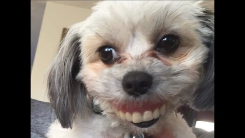 Funny dog