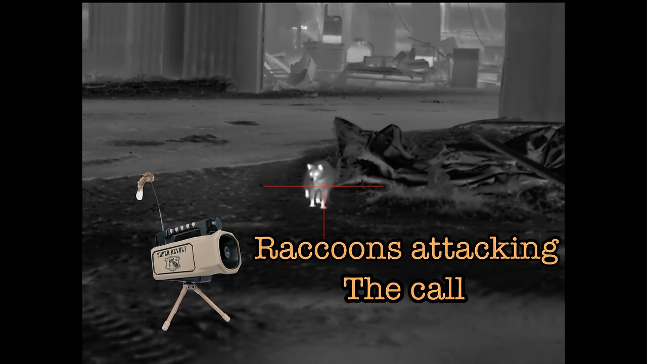 Calling raccoons