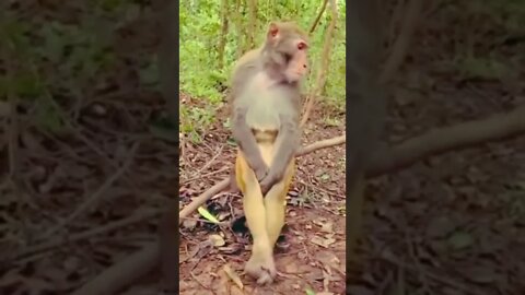 Should we make arrangements? 😂😂🤣 #shorts #animals #funny #video