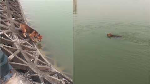 Cute dog goes to the lake to cool off after being naughty