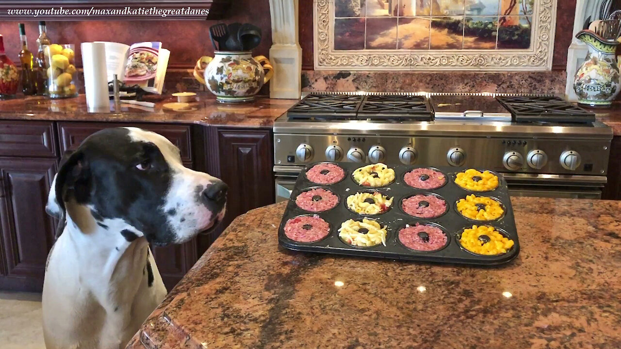 Hungry Great Dane closely inspects yummy dish