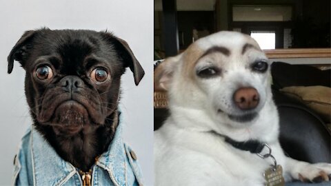 Super FUNNY DOG Videos 🐶