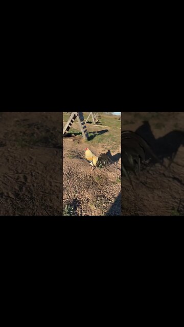 Greys coming around @ LivingWaterFarms247