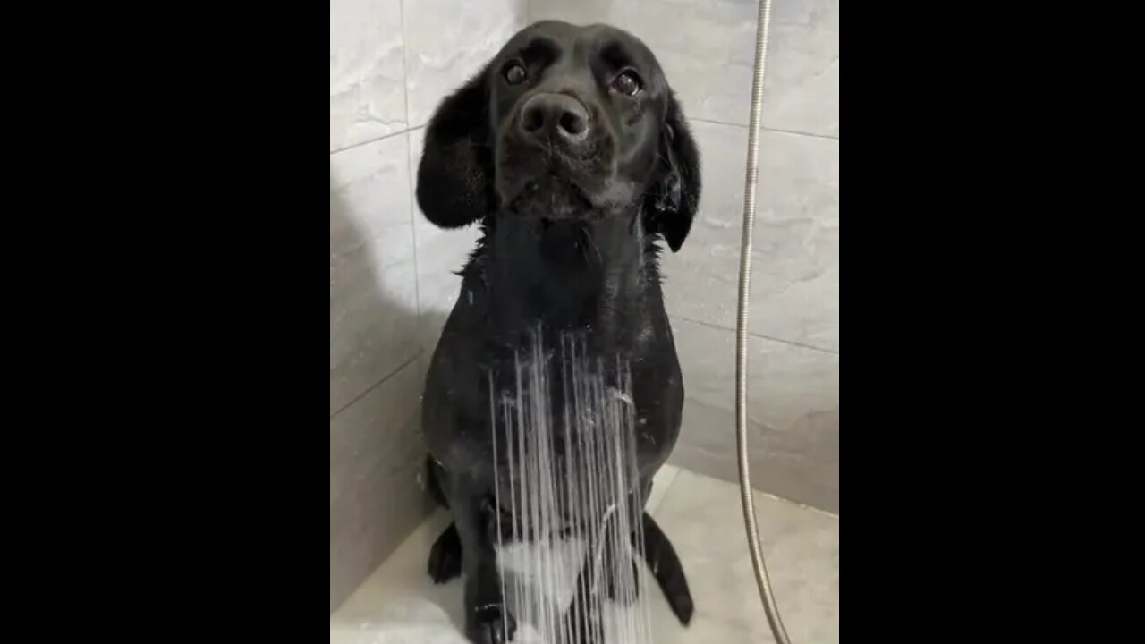 Dog bath