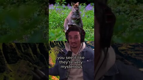 Wallaby in Hawaii - Kangaroo type animal is found in Hawaii - Max Holloway and Joe Rogan #shorts