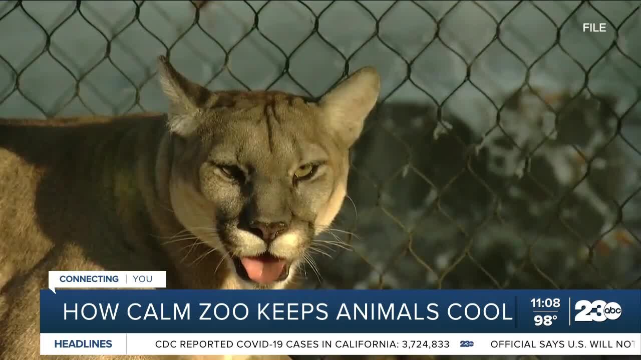 How CALM Zoo keeps animals cool during high heat