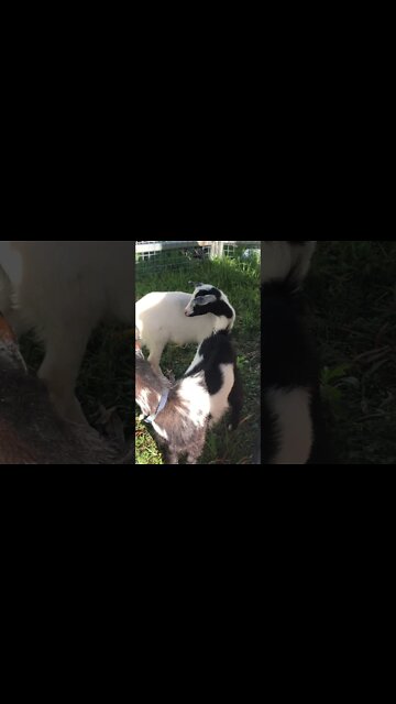 A visit with baby goats