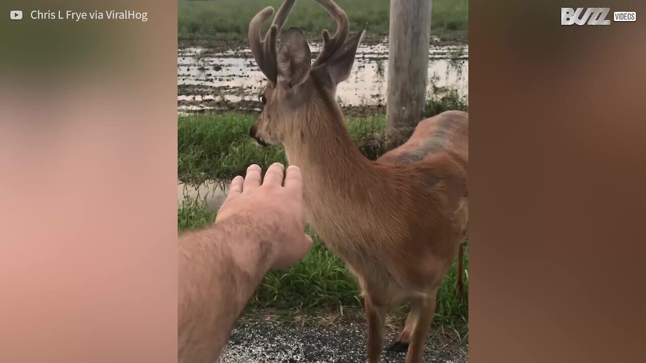 Scommettiamo che non hai mai visto un cervo in primo piano