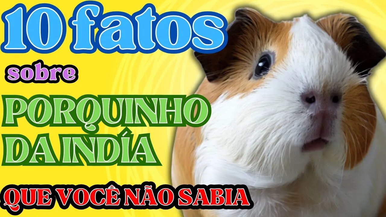 10 FATOS SOBRE PORQUINHO DA ÍNDIA QUE VOCÊ NÃO SABIA