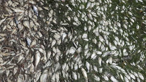FL tourism officials questioned over red tide response