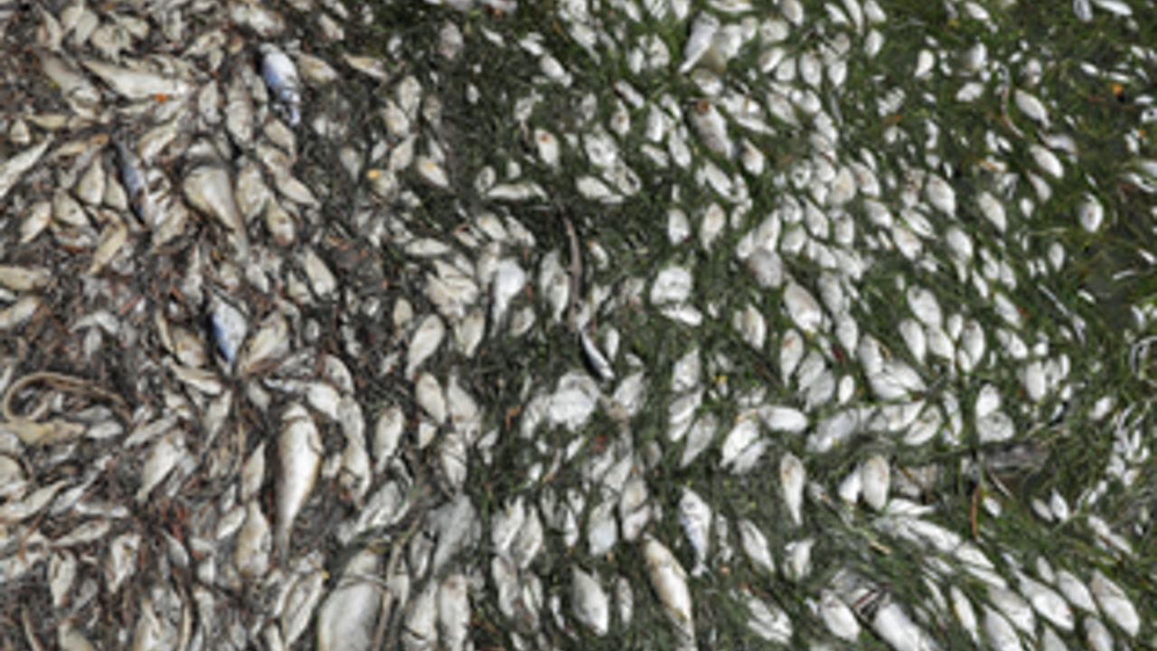 FL tourism officials questioned over red tide response