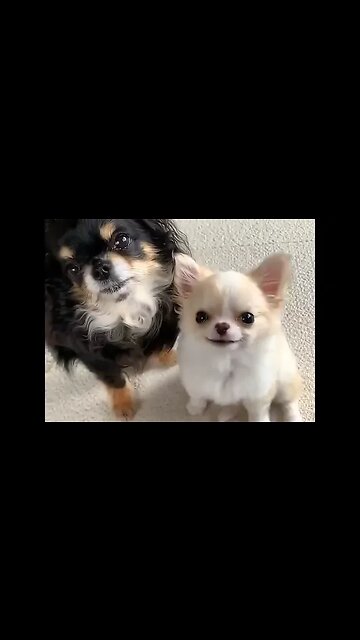 You Won't Believe What This Chihuahua Does Next!