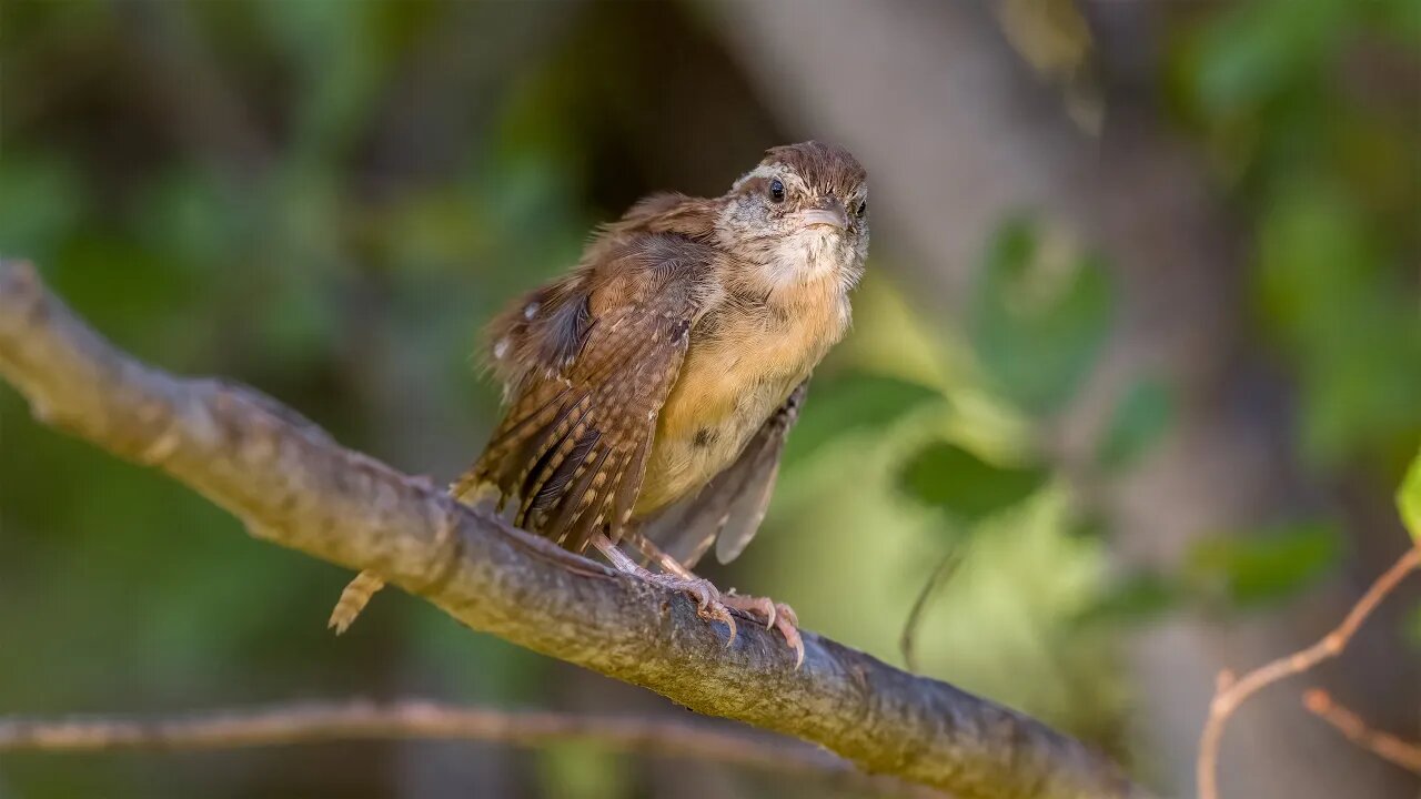 Preening Carolina Wren, Sony A1/Sony Alpha1, 4k