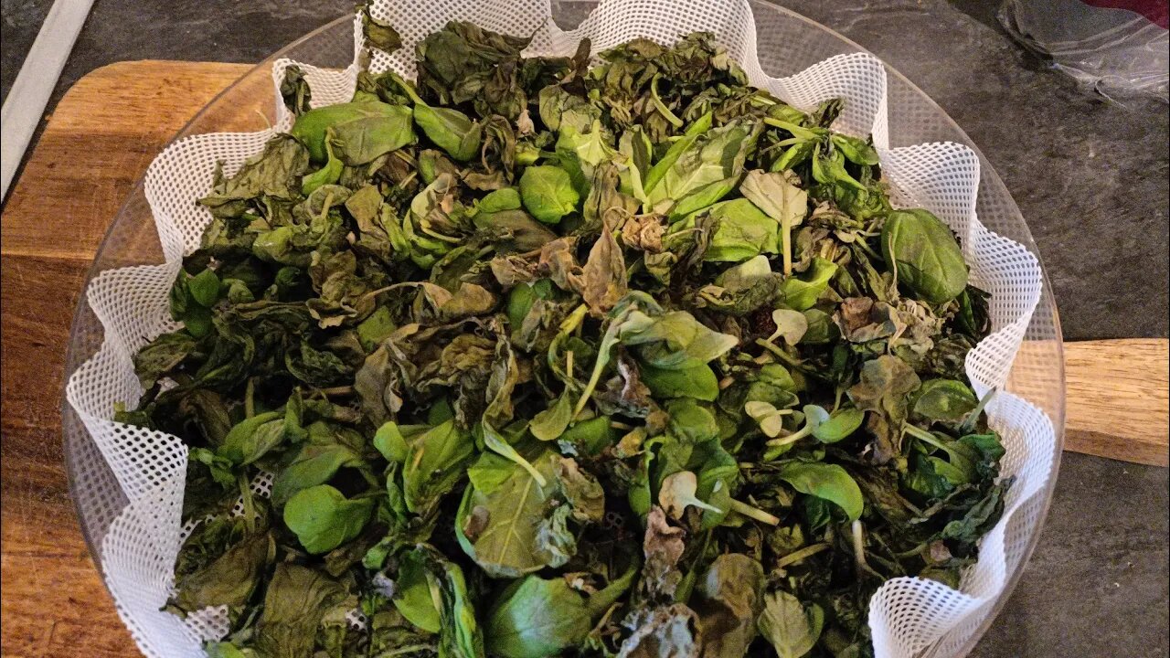 Rescuing The Herb Plants πΏπͺ΄π#prepping#garden#frugal#blessed#community