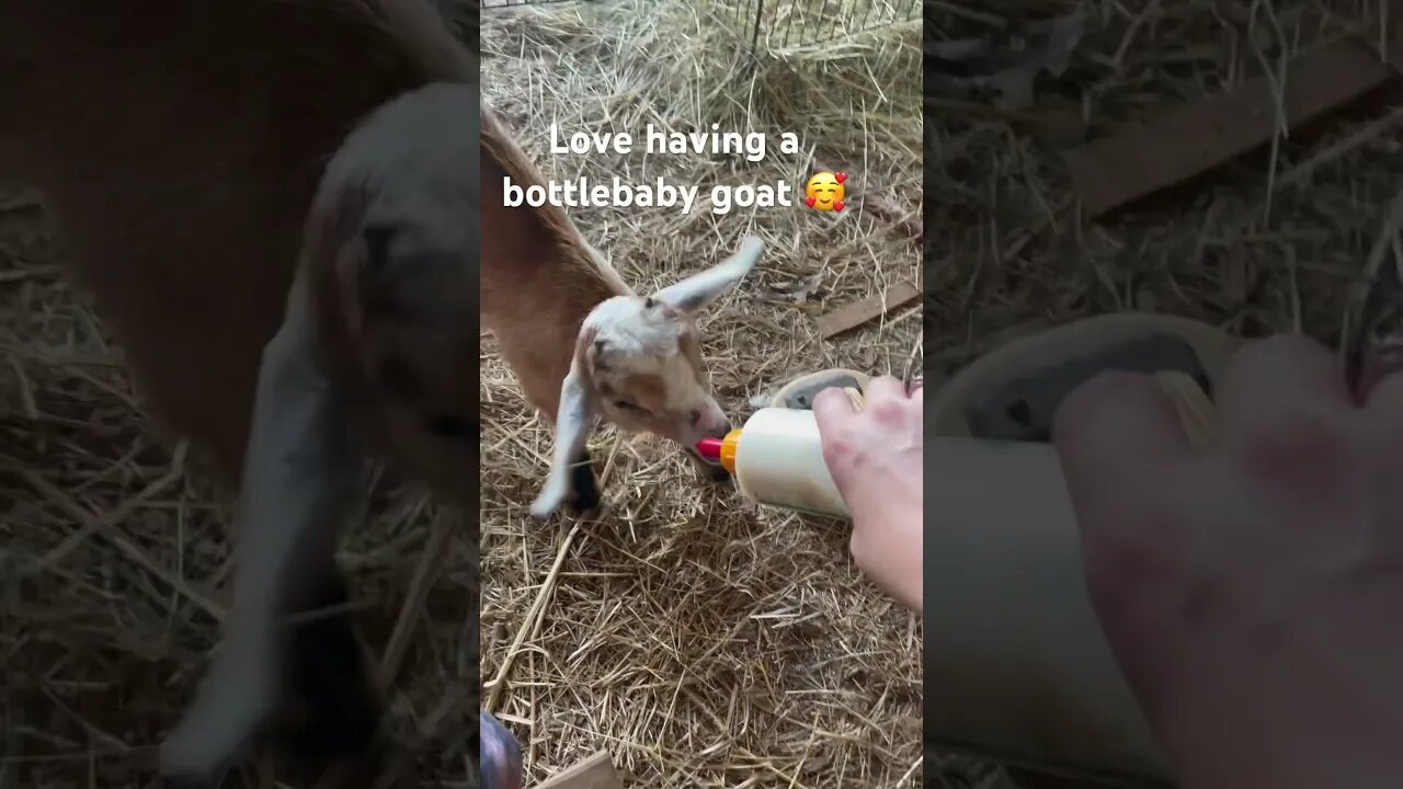 Sweet Annabelle taking her morning bottle #babygoat #bottlebaby #farmlife