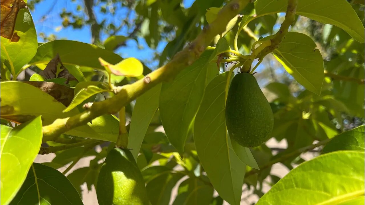 July 4th Reed avocado score!! And a different kind of score too