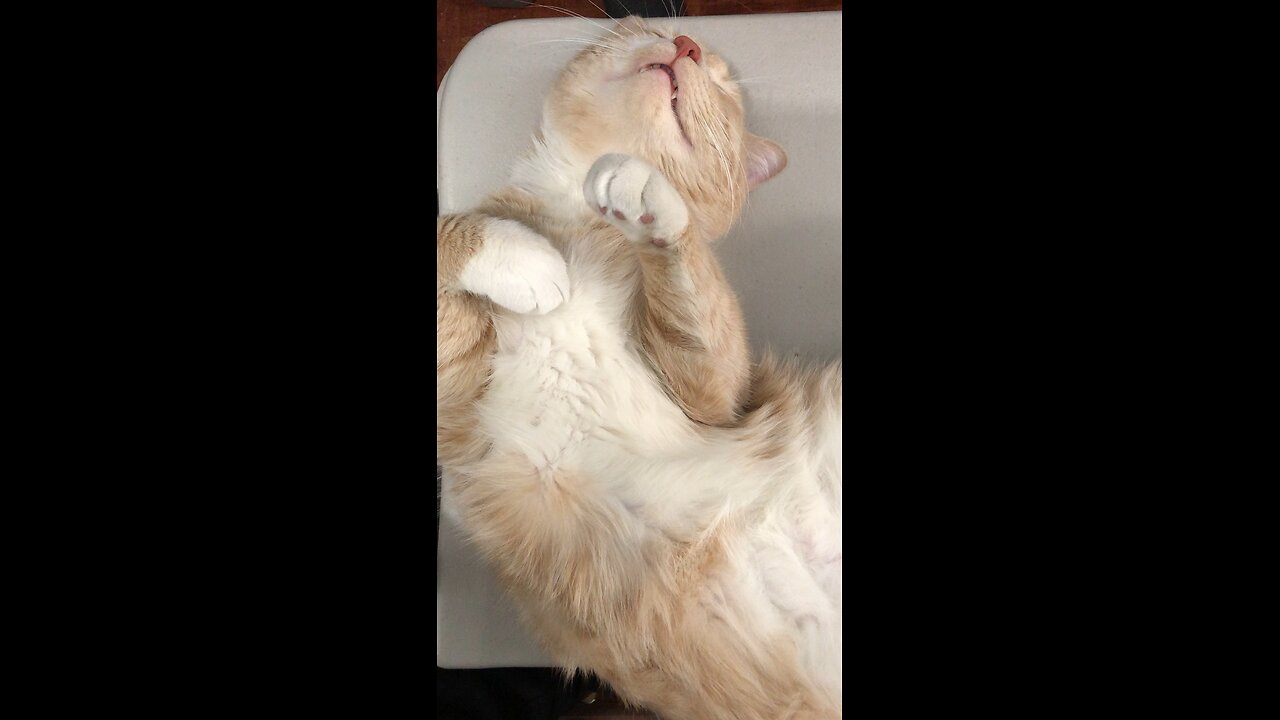 Cat playing dead