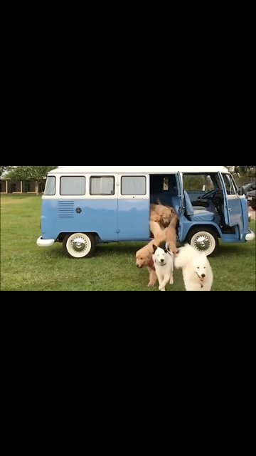 This Might Be Heaven! Army Of Dogs Jumps Out From VW Camper Van