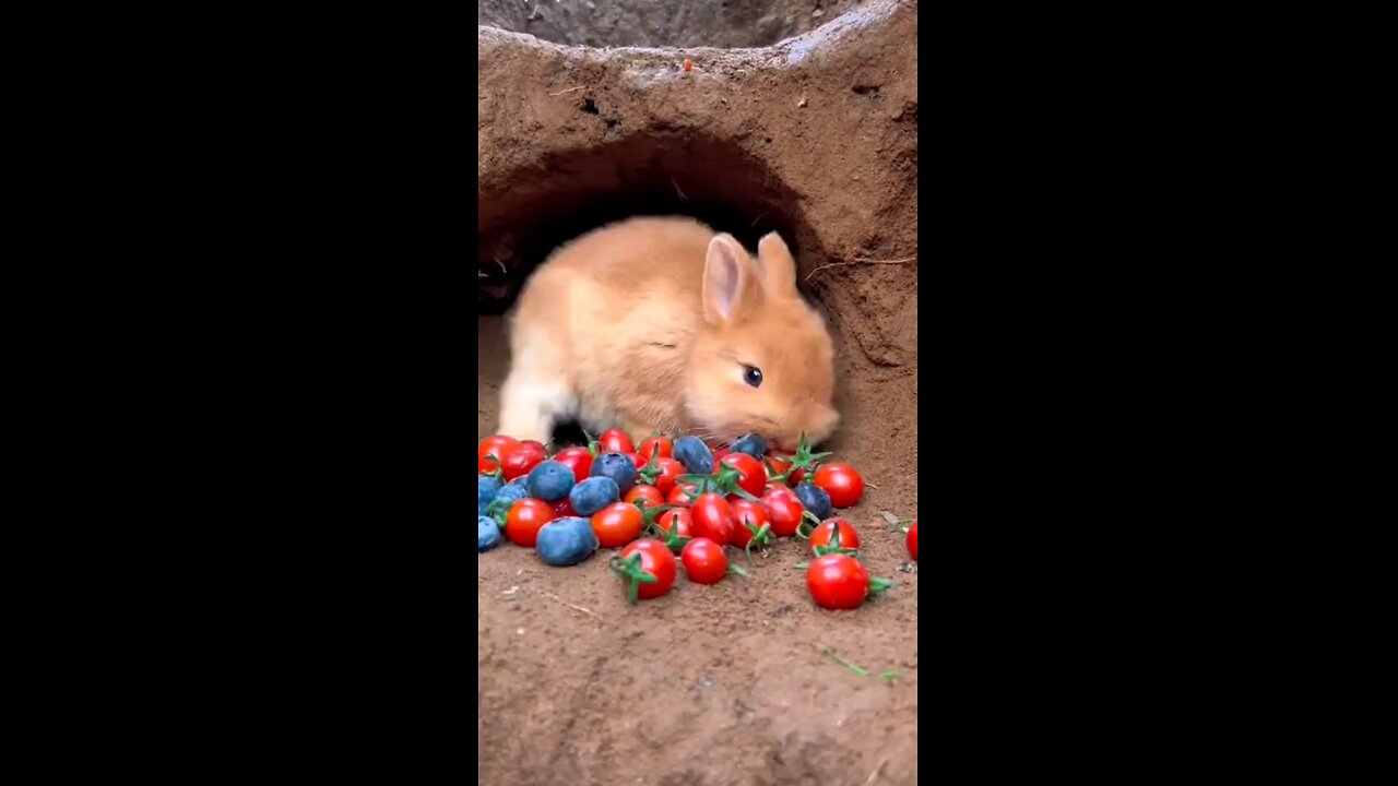 rabbit eating his food