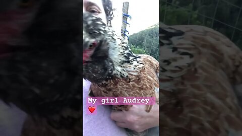 Audrey the hen ❤️ hens can be great pets!